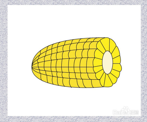 今天介绍玉米的简笔画画法.