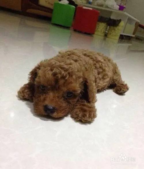 泰迪犬的饲养方法