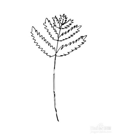 儿童简笔画-手绘锯齿树叶的简笔画法