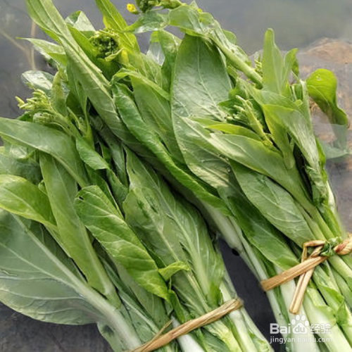 白菜苔种植时间和方法