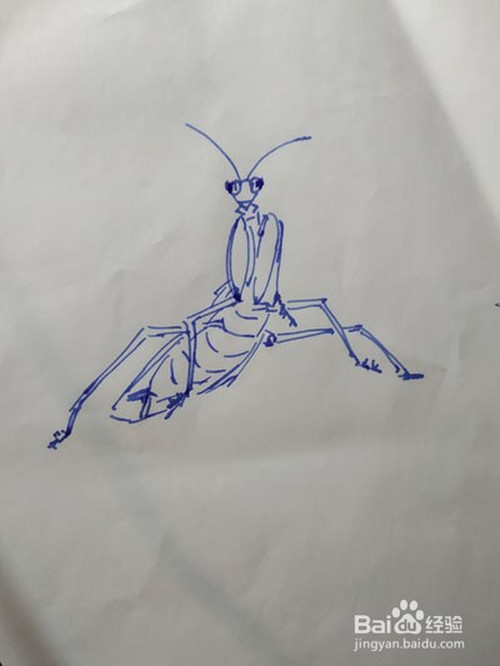 螳螂的正面线条画法