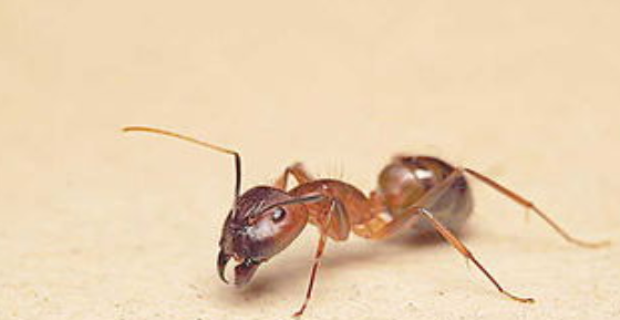 蚂蚁的特点和本领是什么（蚂蚁的特点和本领是什么?）