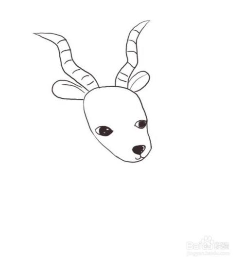 简笔画:怎么画一只可爱的小羚羊