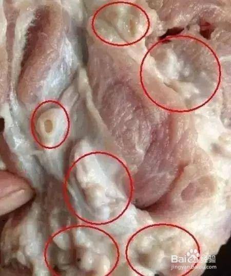 怎么区分猪脖子肉图片
