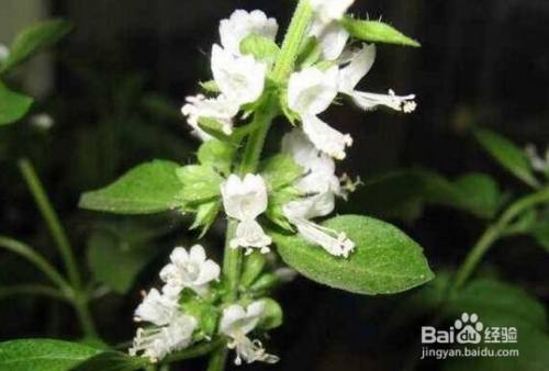 罗勒开花了要怎么处理