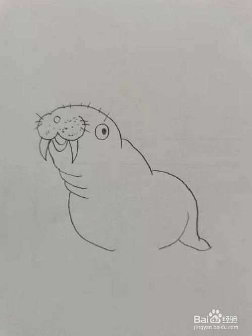 可爱的海狮简笔画