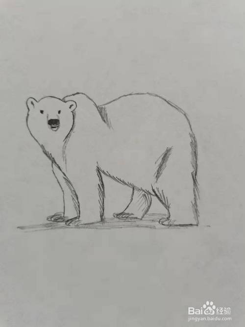 卡通北极熊简笔画