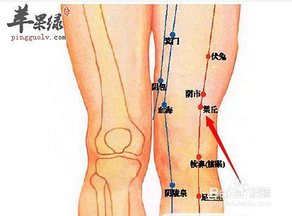 犊鼻穴属于足阳明胃经穴位图,犊鼻穴位于人体膝部