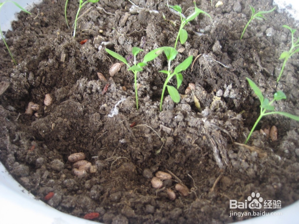 在土里均匀的挖一些坑,每个坑里放3粒或4粒种子.