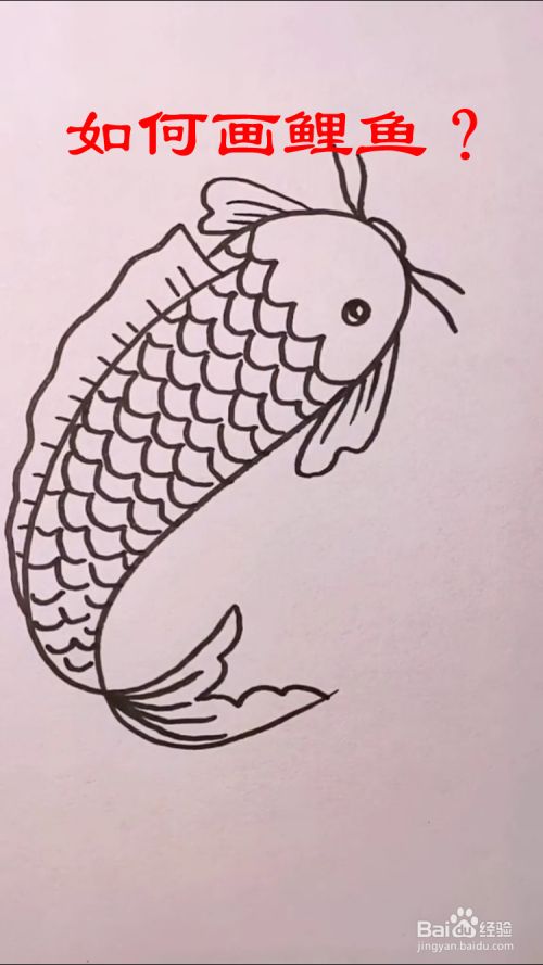 2 接着画出鲤鱼的背鳍和尾巴,如下图所示.
