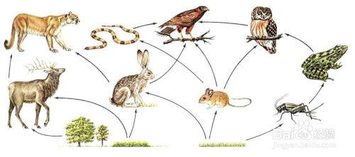 初中科学知识总复习：[22]九下 生物与环境