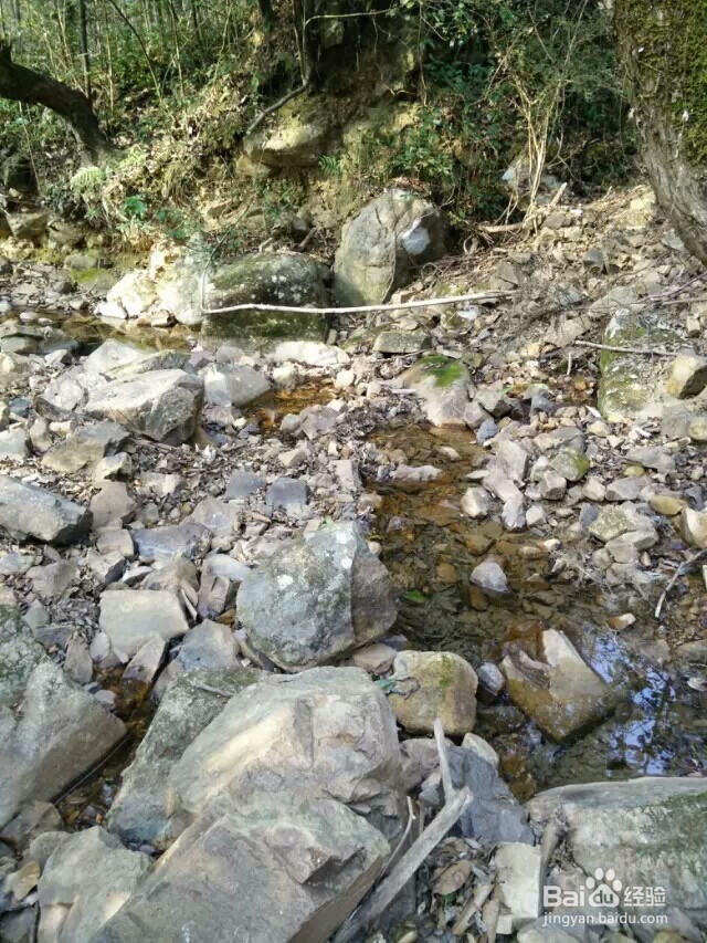 江西省马头山原始森林指南