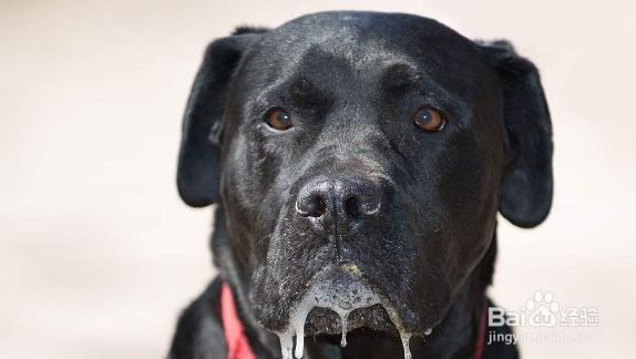 那些花卉对宠物有毒、怎么处理?(一)