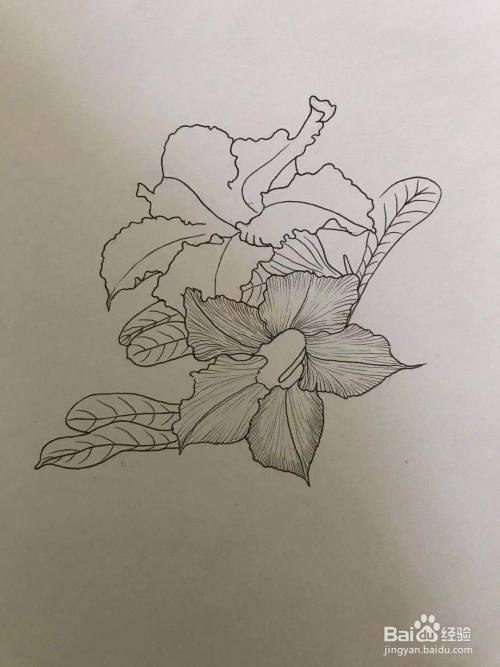 两朵小花的线描画