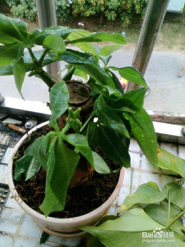 如何才能养好一盆花