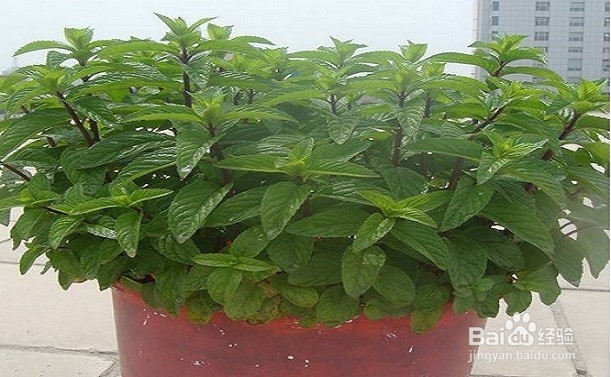 介绍几款驱蚊花草的用途