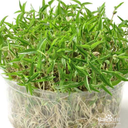 绿豆怎样种植小盆栽会非常好看?