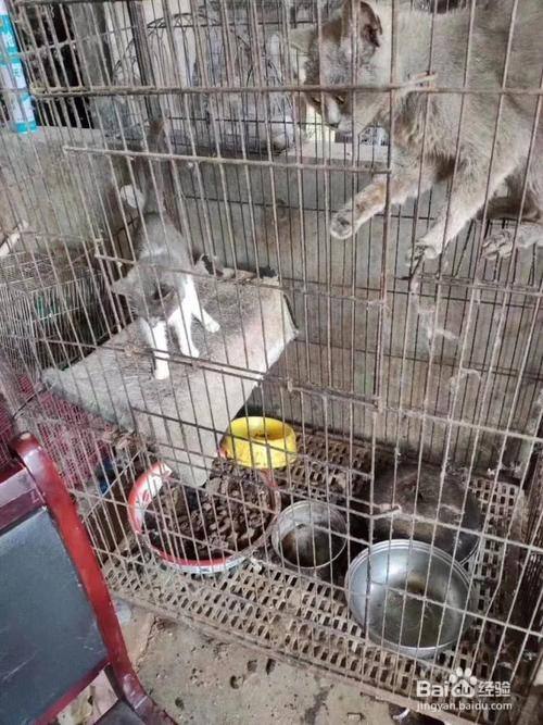 正规猫舍和后院猫舍有什么区别?