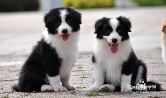 边境牧羊犬掉毛厉害,这种方法让家中更干净!