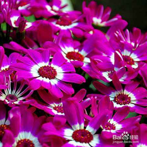 新买的瓜叶菊怎么培育