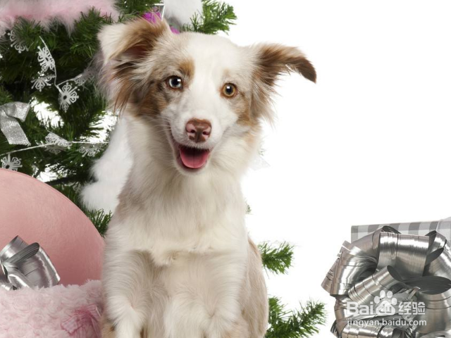 怎么让狗狗保持安静？