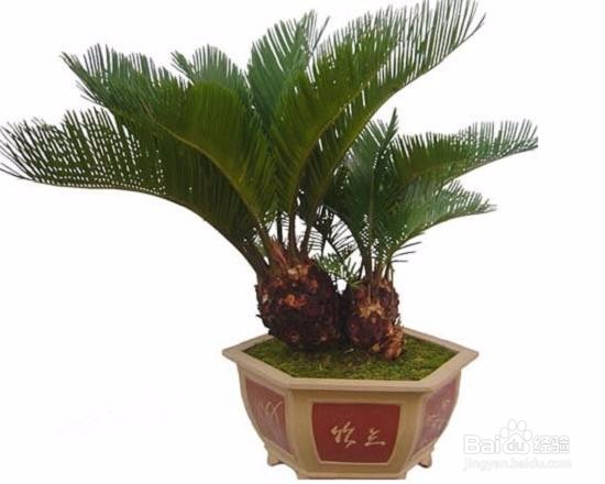 如何使得铁树生长快