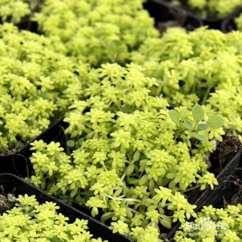 新买的薄雪万年草怎么种植