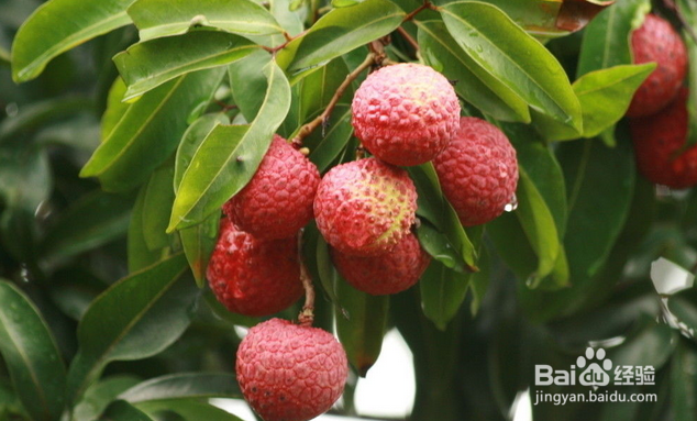 如何正确食用荔枝