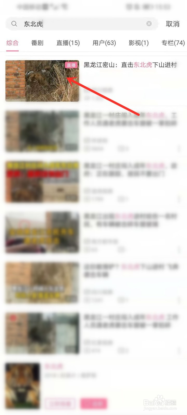 东北虎闯入黑龙江村庄直播在哪看