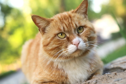 猫如果吃了知了会怎么吗生病，死