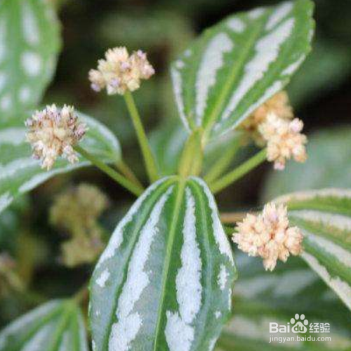 冷水花种植时需要注意什么?
