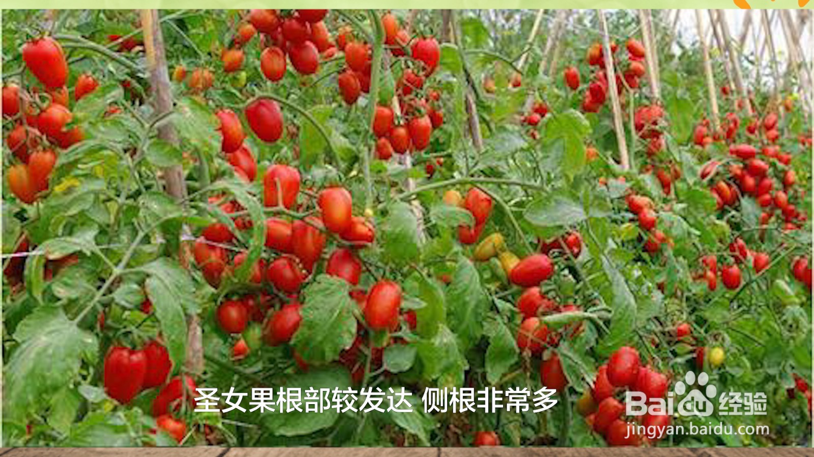 圣女果和西红柿的区别
