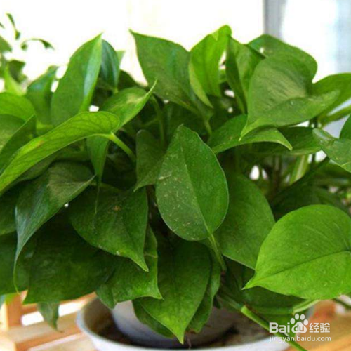 绿萝的养殖方法和注意事项有哪些?