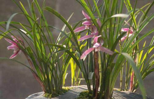 什么花可以带来好运?配图