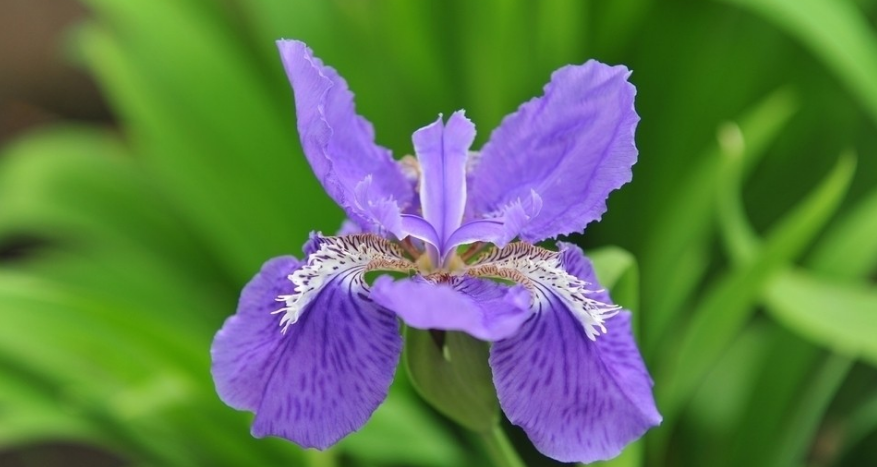 蝴蝶兰一年开几次花