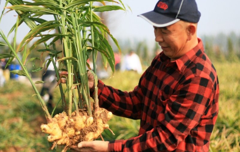 姜什么时间种?怎样种植