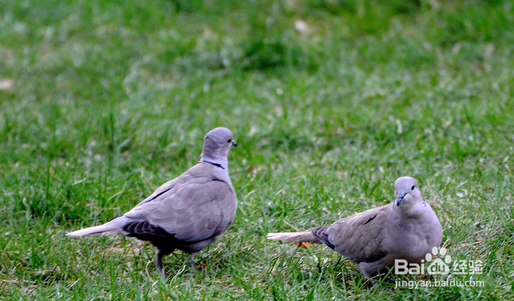 怎样让灰斑鸠 不吵