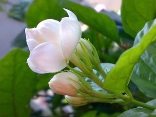 如何让茉莉多开花?