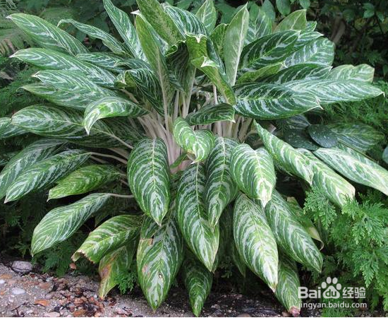 没有光照也能养好的植物怎么选？