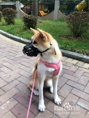 宠物狗口罩使用方法