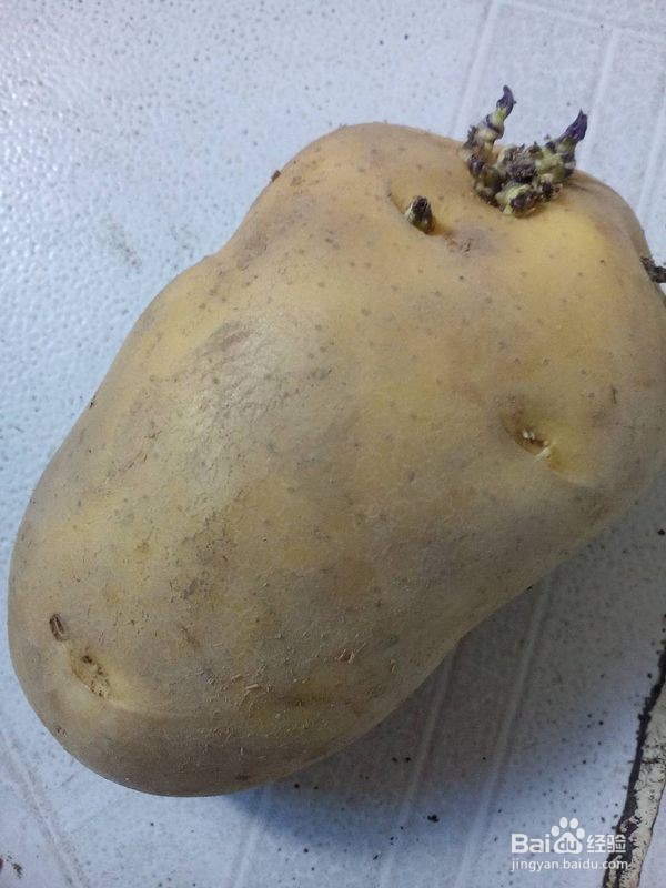 这些食物发了芽能吃吗