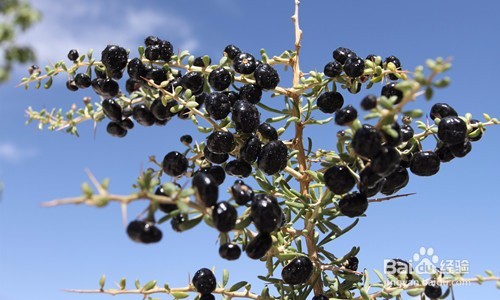 《科普知识》花青素的功效与作用