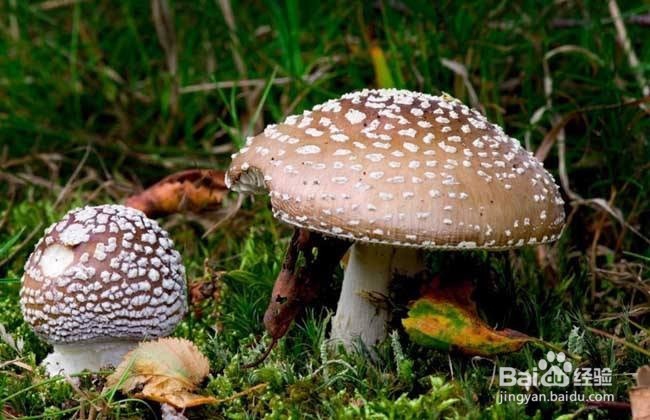 如何鉴别有毒蘑菇方法
