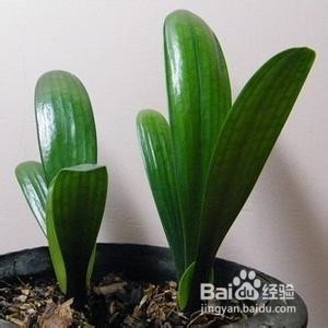 如何巧妙的利用啤酒