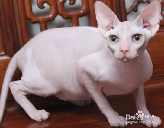 无毛猫怎么洗澡