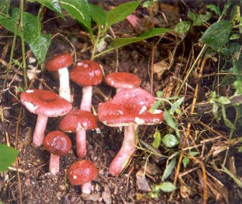 武夷山美食购物攻略