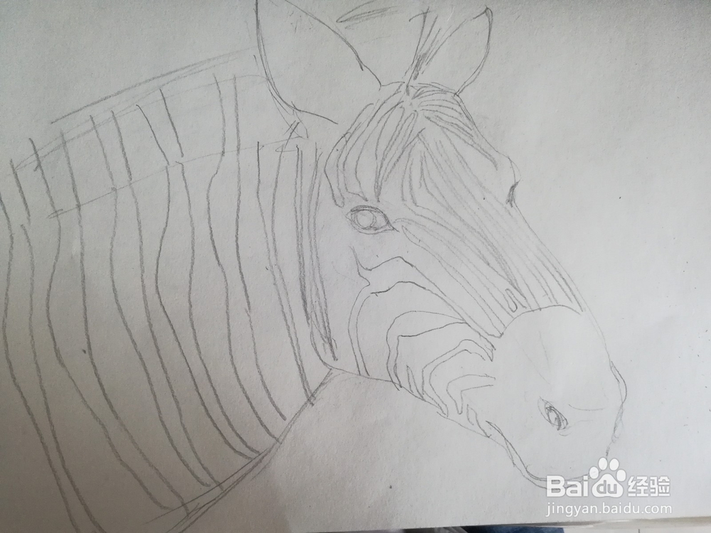 怎么画斑马的线描创意画