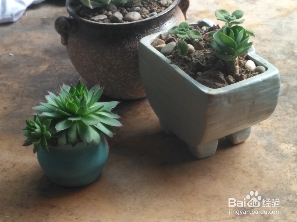 多肉植物的怎么养殖