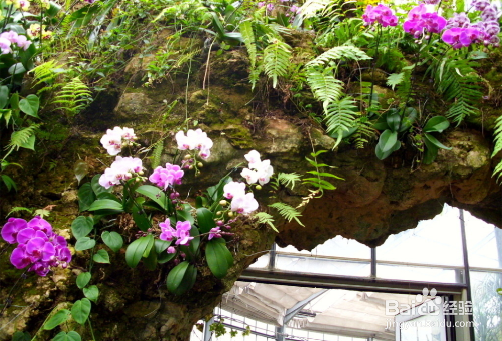 冬天如何给花草过冬