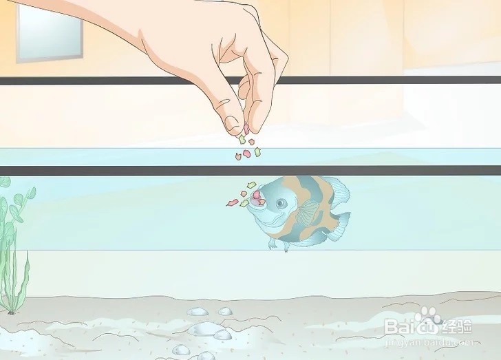 如何训练你的鱼？